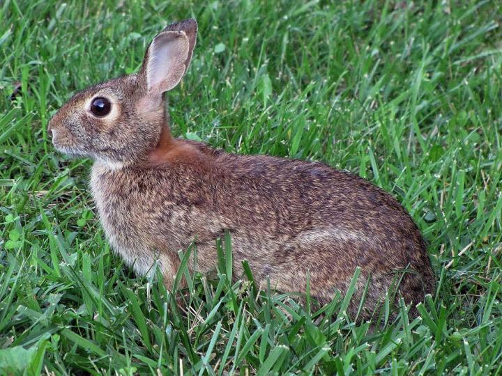 What foods provide the most nutrients for wild rabbits?